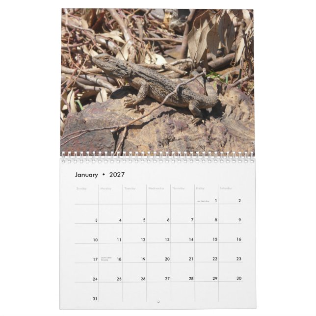 Bearded Dragons Wall Calendar (Jan 2027)