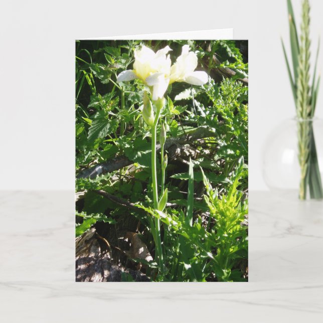 "Bearded Goldkist Iris" Easter Card (Front)