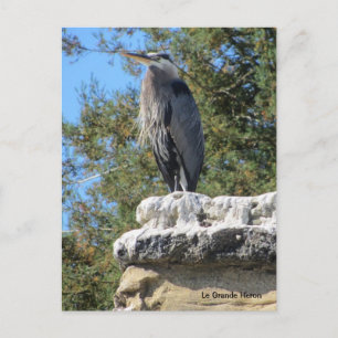 Bearded Heron Postcard