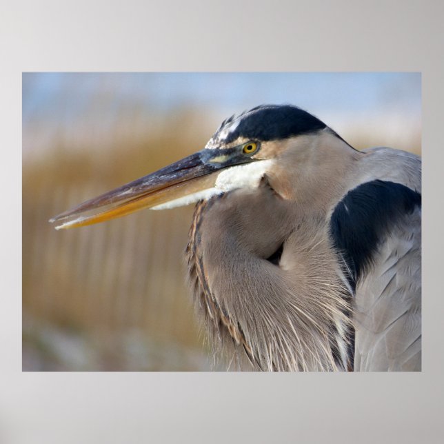 Bearded Heron Poster (Front)