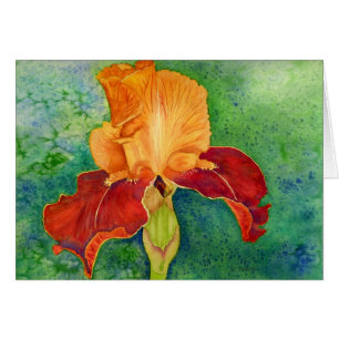 Bearded iris