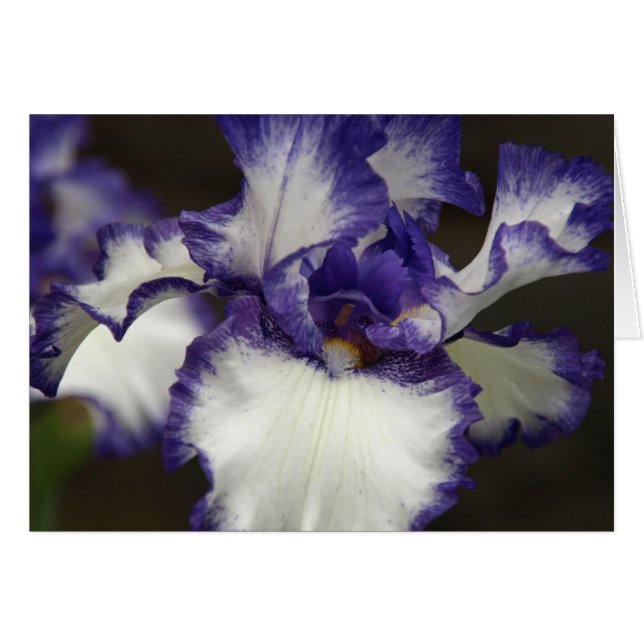 Bearded Iris (Front Horizontal)