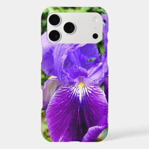 Bearded Iris