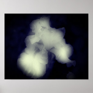 Bearded Iris Black And White High Contrast Poster