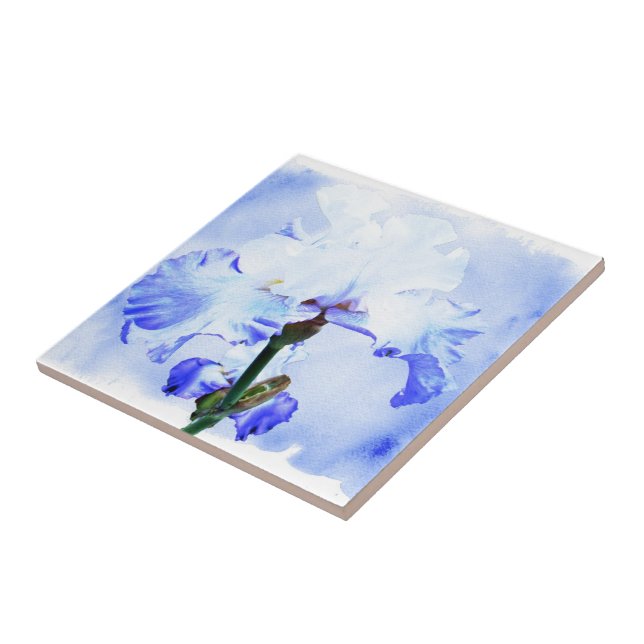 Bearded Iris - Blue And White Tile (Side)