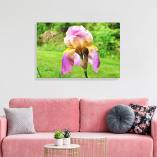 Bearded Iris Canvas Print