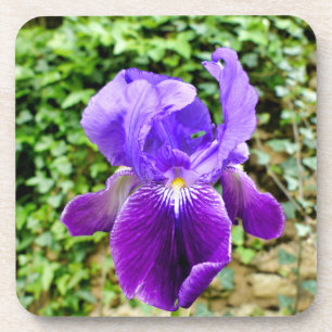 Bearded Iris Coaster