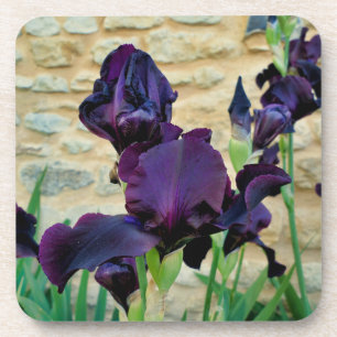 Bearded Iris Coaster