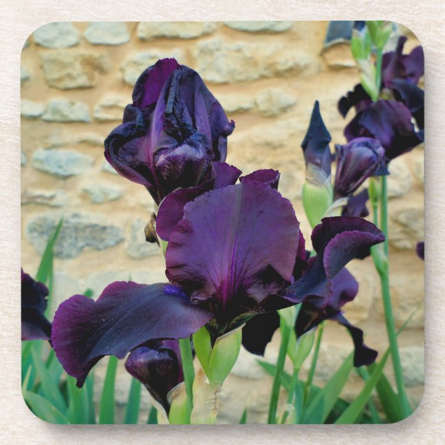 Bearded Iris Coaster (Front)