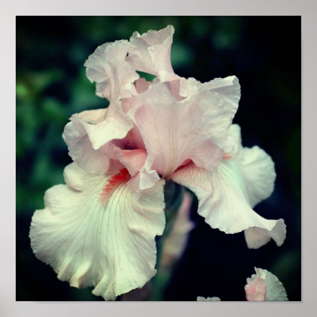 Bearded Iris Flower In Peach  Poster (Front)
