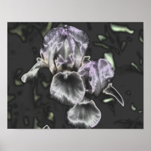 Bearded Iris Flower Pair Metallic Abstract Art  Poster