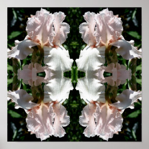 Bearded Iris Flower Up Close Abstract  Poster