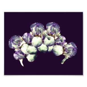 Bearded Iris Flowers Bouquet 8x10 Photo Print