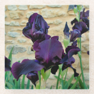 Bearded Iris Glass Coaster