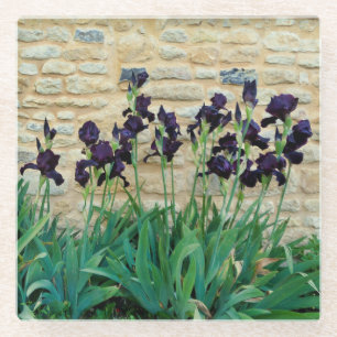 Bearded Iris Glass Coaster