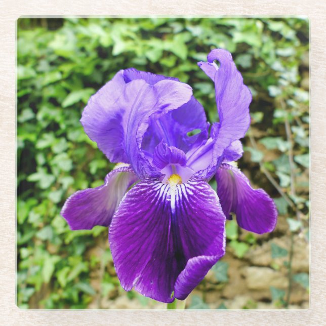 Bearded Iris Glass Coaster (Front)