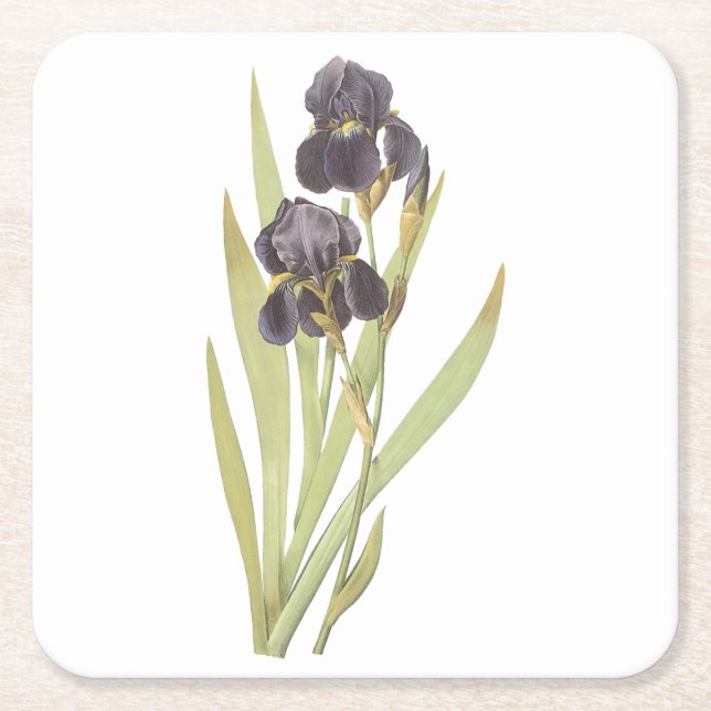 bearded iris(Iris germanica) by Redouté Square Paper Coaster (Front)