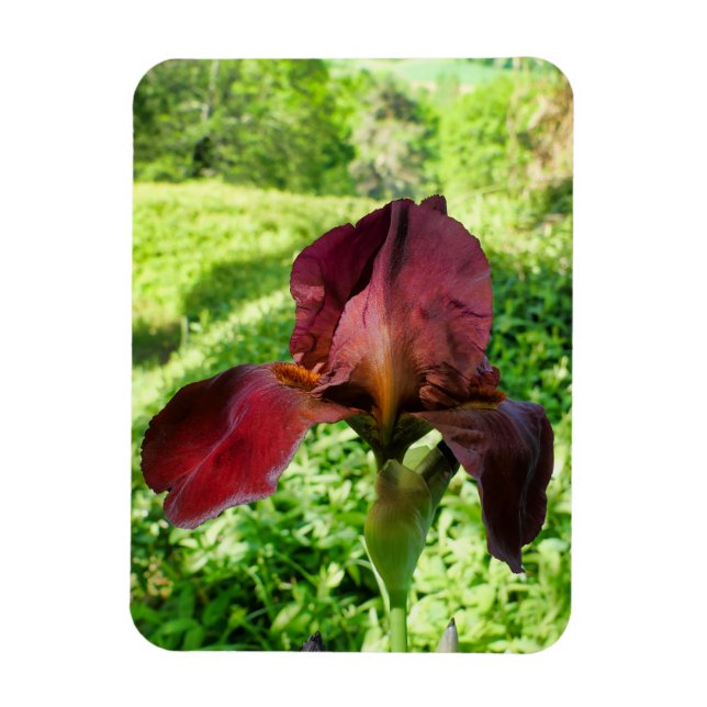 Bearded Iris Magnet (Vertical)