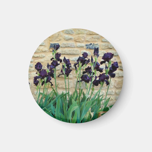 Bearded Iris Magnet (Front)