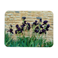 Bearded Iris