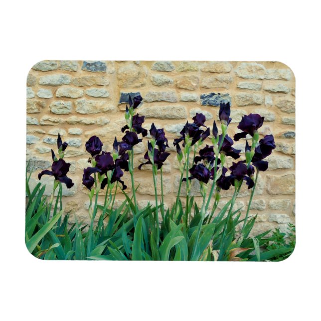 Bearded Iris Magnet (Horizontal)