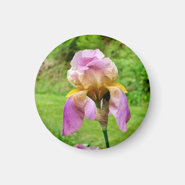 Bearded Iris Magnet (Front)