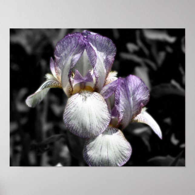 Bearded Iris Pair Black And White Flower Poster (Front)