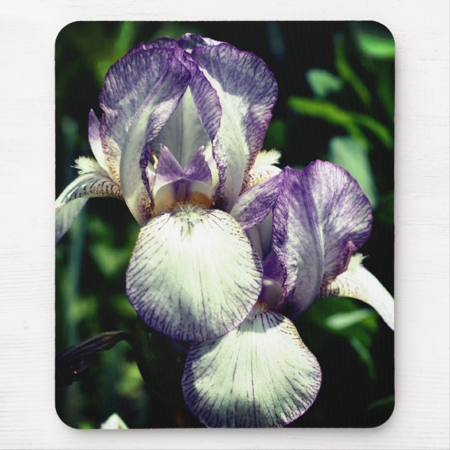 Bearded Iris Pair Flower  Mouse Mat (Front)
