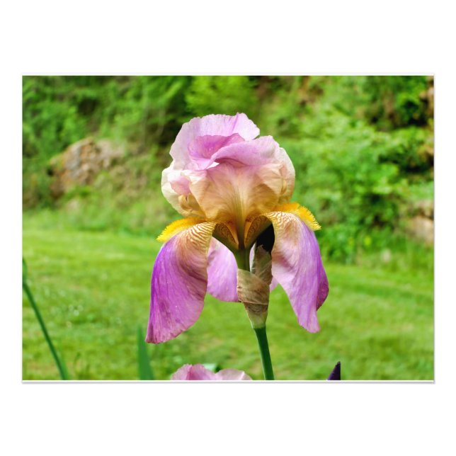 Bearded Iris Photo Print (Front)