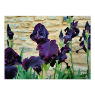 Bearded Iris Photo Print