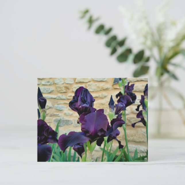 Bearded Iris Postcard (Standing Front)