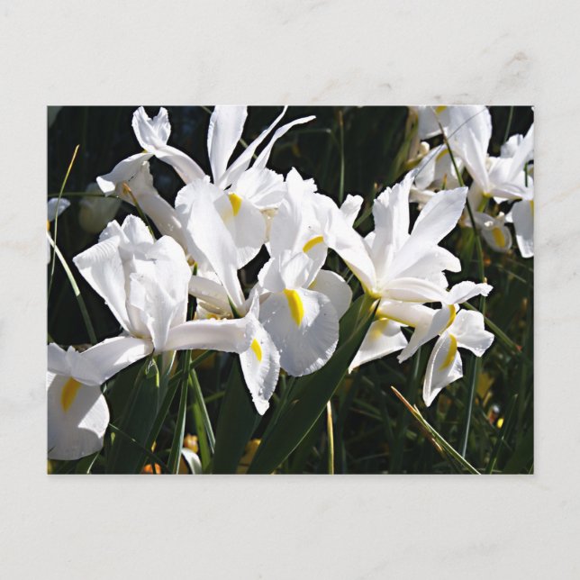 Bearded Iris Postcard (Front)