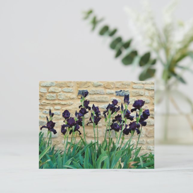 Bearded Iris Postcard (Standing Front)