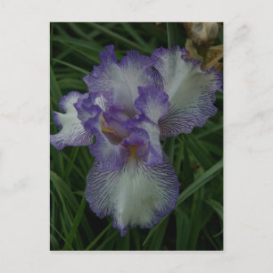 Bearded Iris Postcard