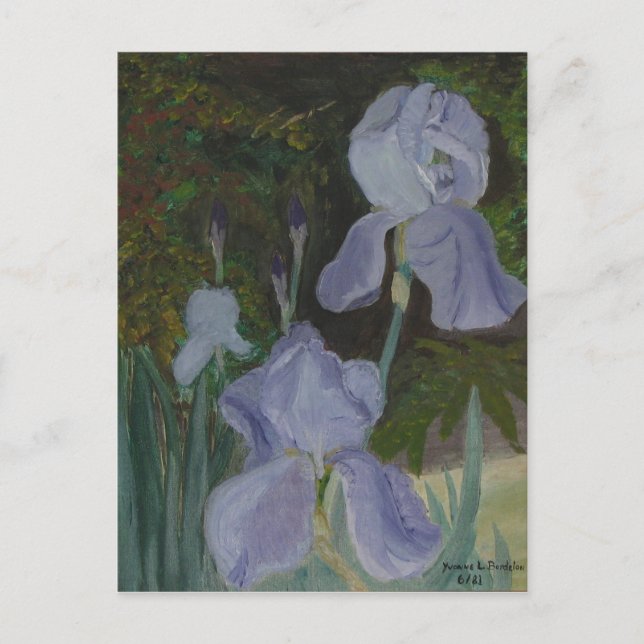 Bearded Iris Postcard (Front)