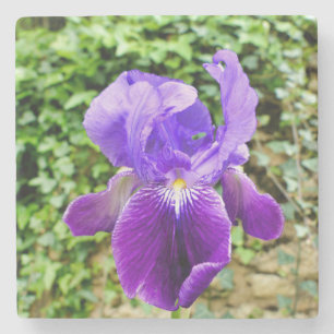 Bearded Iris Stone Coaster
