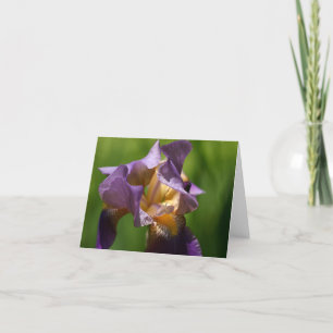 Bearded Iris  Thank You Card