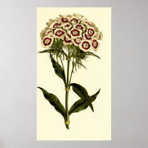 Bearded Pink or Sweet William Poster