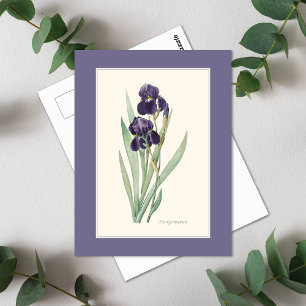 Bearded Purple Iris Botanical Redoute Postcard