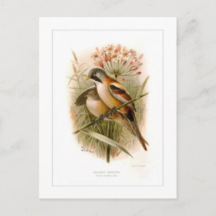Bearded Reedling Postcard