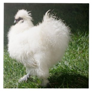 Bearded Silky Chicken Tile