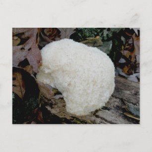 Bearded Tooth  (Hericium erinaceus) Postcard