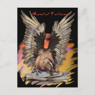 Bearded Vulture Postcard