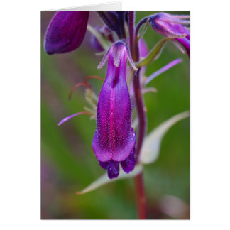 Beard's Tongue.Crested Butte