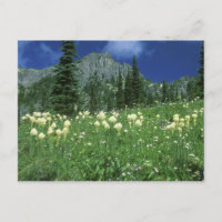 Beargrass at Eunice Lake, Mt. Rainier NP, WA,
