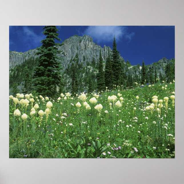 Beargrass at Eunice Lake, Mt. Rainier NP, WA, Poster (Front)