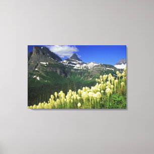 Beargrass at Logan Pass in Glacier National Park Canvas Print