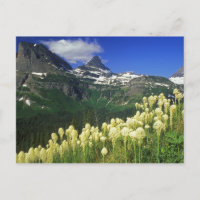 Beargrass at Logan Pass in Glacier National Park