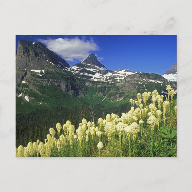 Beargrass at Logan Pass in Glacier National Park Postcard (Front)