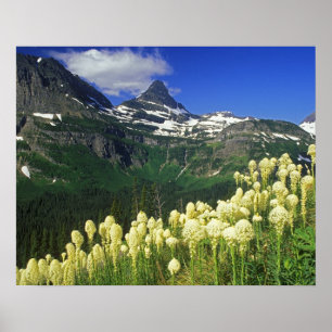 Beargrass at Logan Pass in Glacier National Park Poster